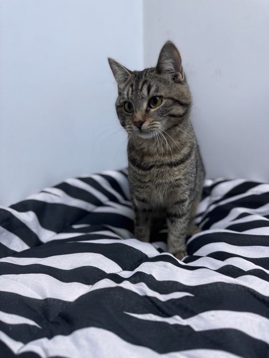 Шері мила дівчинка у пошуках дому