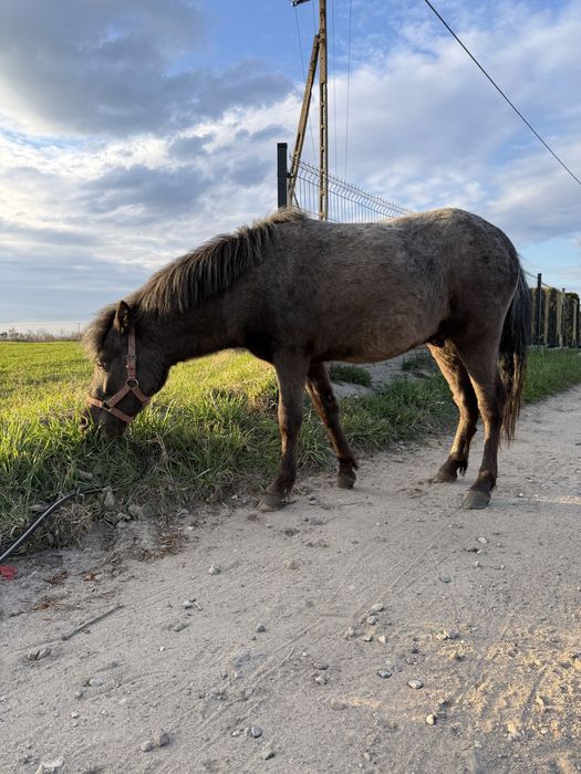 Sprzedam kucyk ogierek