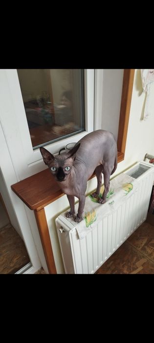 Продам котика сфінкса