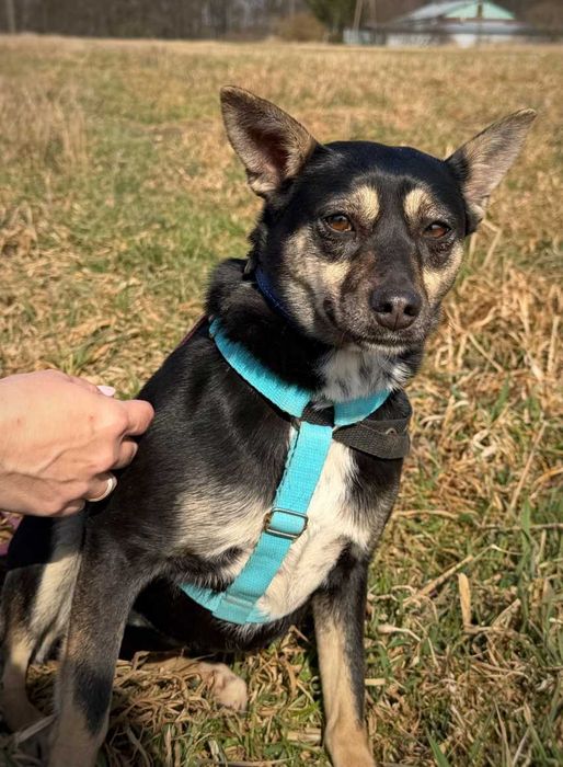 Ukołysz strach delikatnej Roxi...