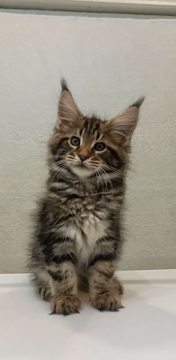 Великолепный мейн-кун мальчик —  готов к переезду!