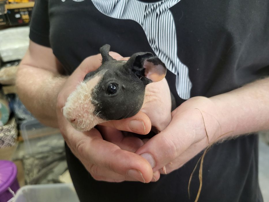 Świnka Morska Skinny  Samica - Sklep Zoologiczny