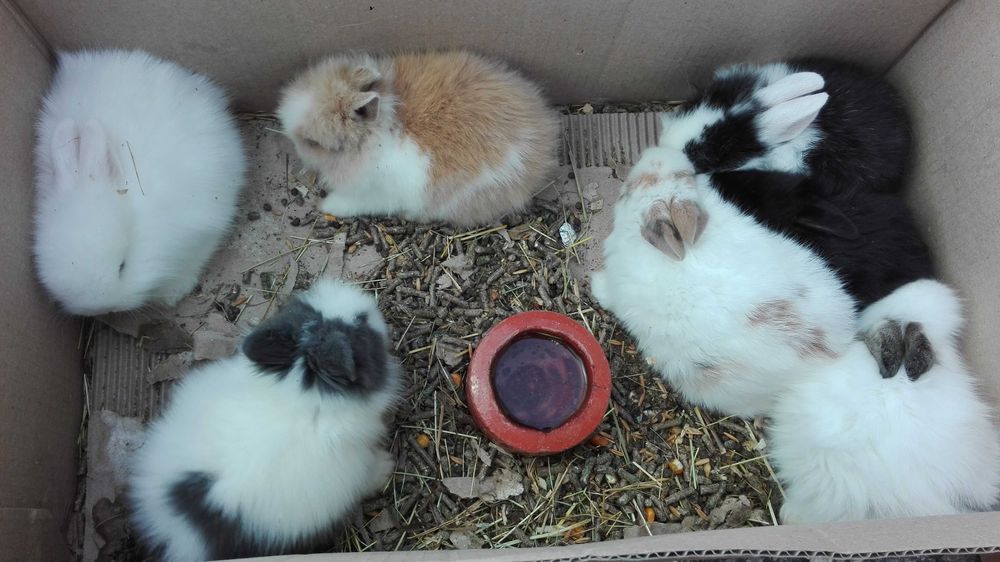 Kit mini coelho anão