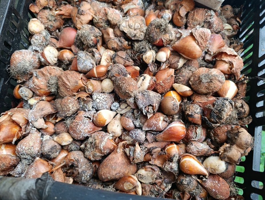 Цибулини тюльпана після вигонки