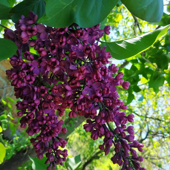 Бузок  фіолетовий , сирень