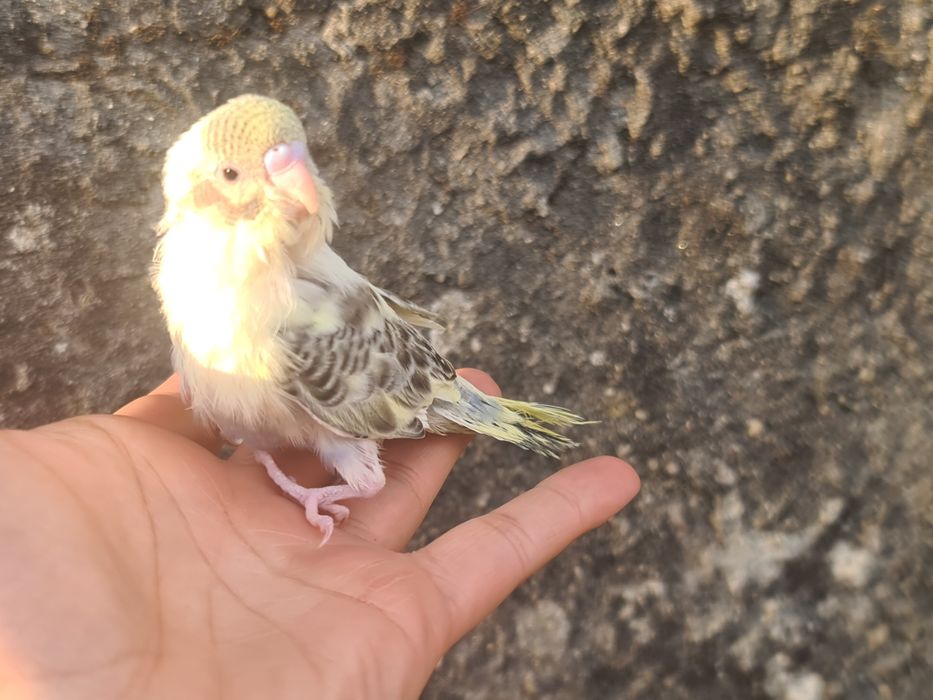 Periquitos Domésticado muito meigos