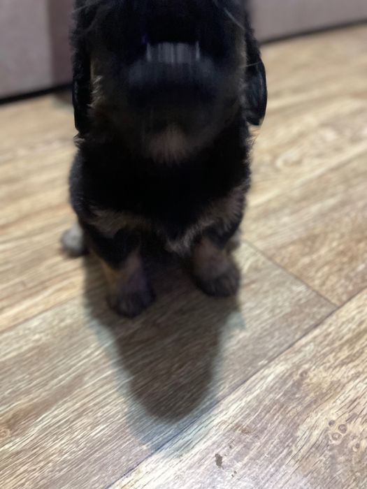 Віддамо у хороші руки двох собачок (хлопчик і дівчинка)