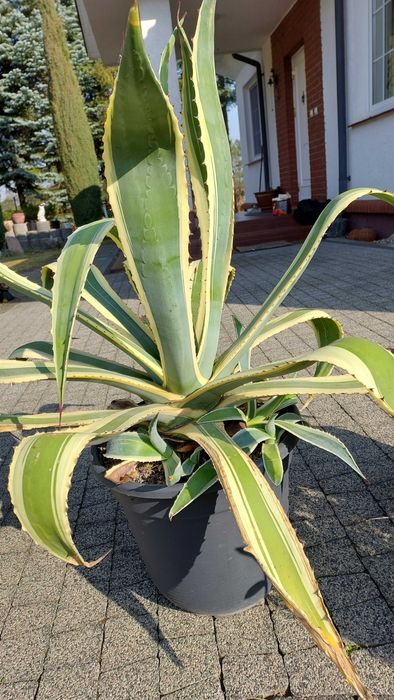 Agawa żółto -zielona