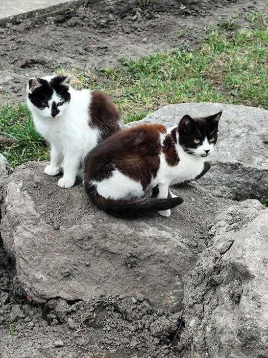 Котики в добрі руки