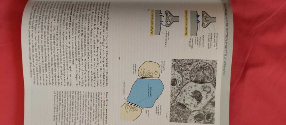 Molecular Biology of the cell