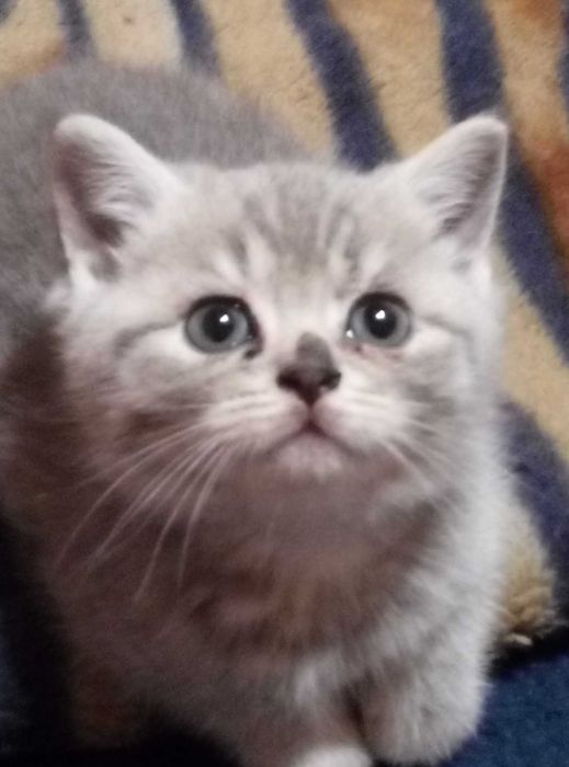 Вислоухие и прямоухие!Золотые и Голубые шиншиллы!