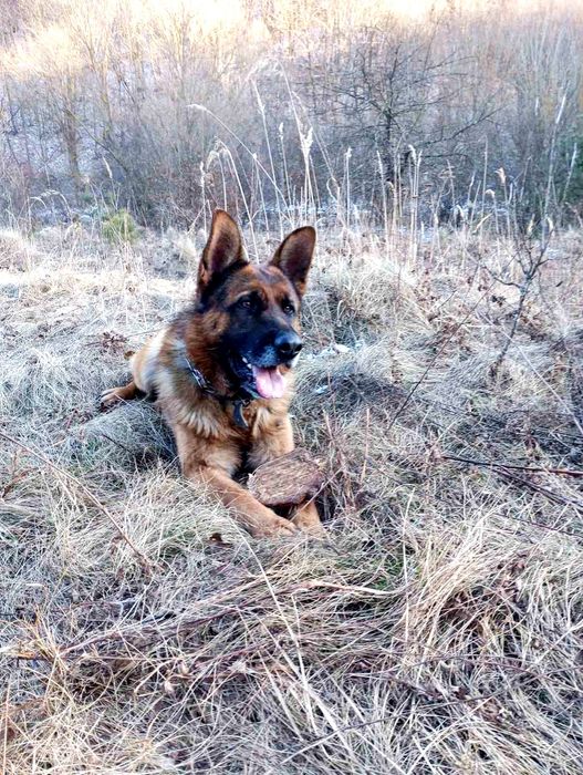 Німецька вівчарка.