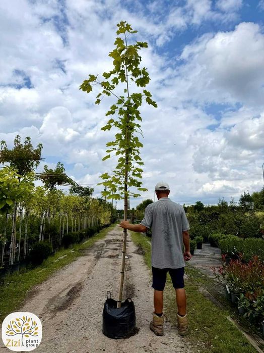 klon zwyczajny, Acer platanoides obwody 6-25cm, duże drzewa