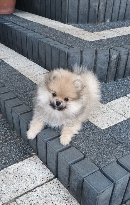 Szpic Pomeranian