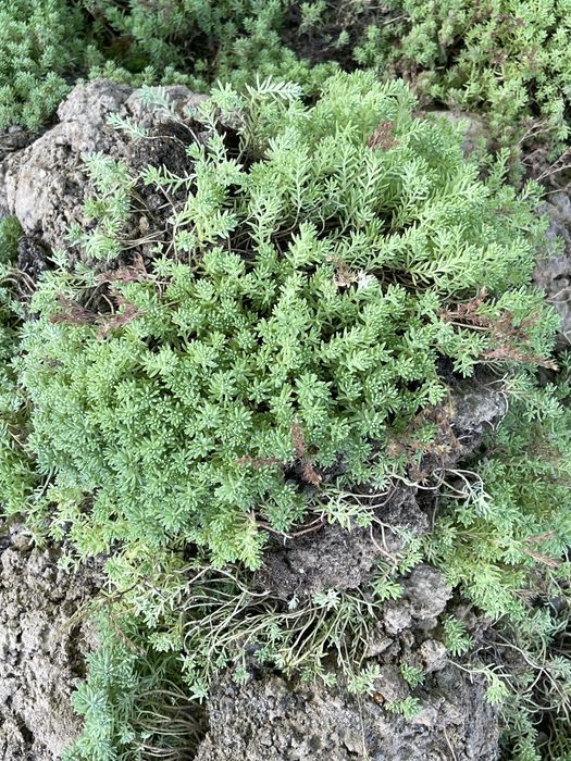 Очиток іспанський