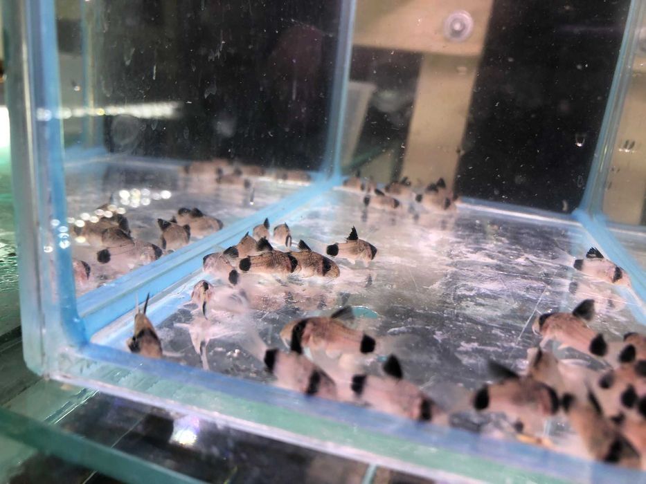 Kirys Panda sum Panda