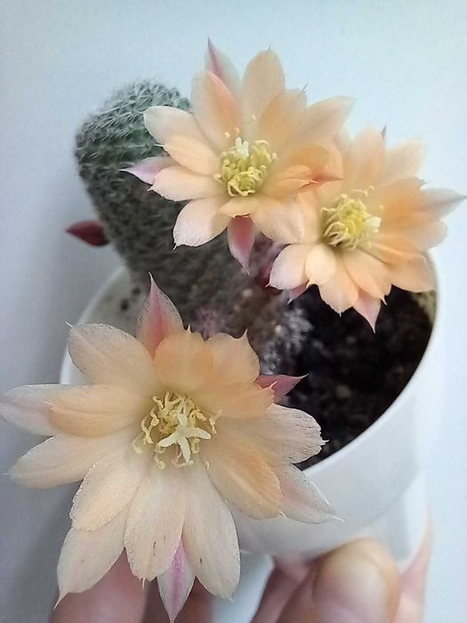 Кактус ребуція хеліоса санрайс + інші сорти ребуцій та сулькоребуцій