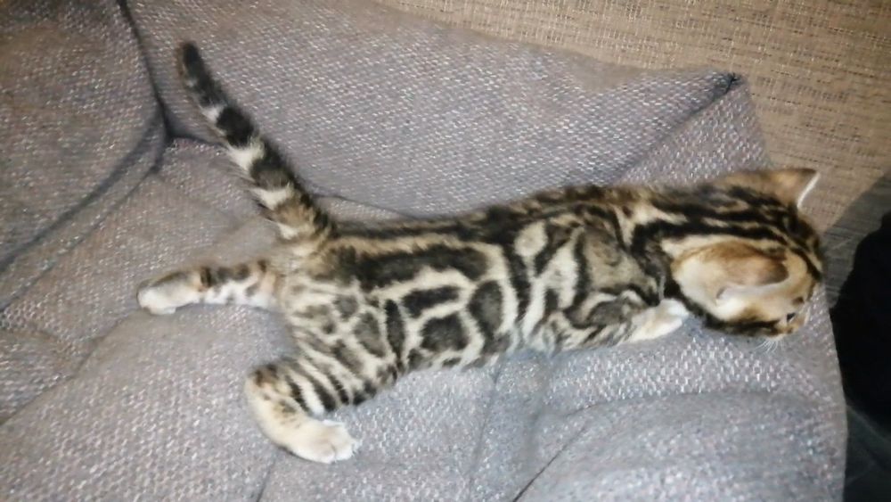 Продам кошеня кицька кішка котик