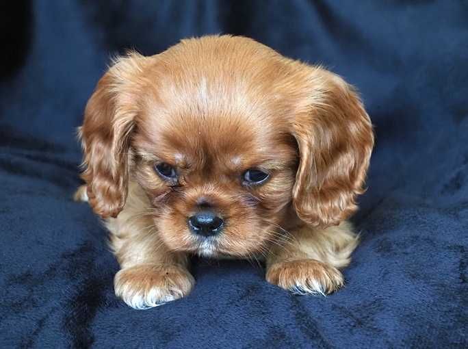 ZKwP - FCI - SUCZKA  Cavalier King Charles Spaniel