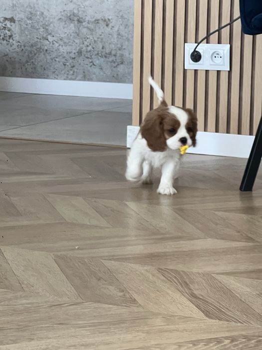 Cavalier King Charles Spaniel FCI