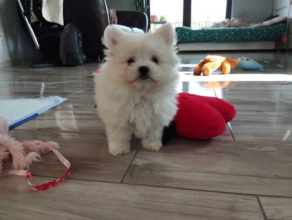 Pomapoo  samczyk z Rodowodem