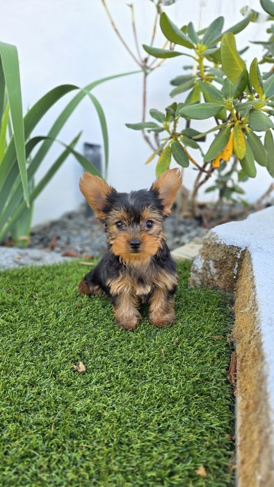 Yorkshire Terrier Macho