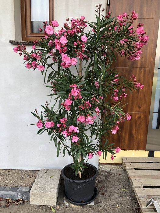 Duży różowy oleander