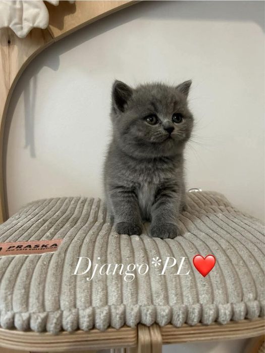 Czystej rasy po utytulowanych przodkach kotki niebieskie