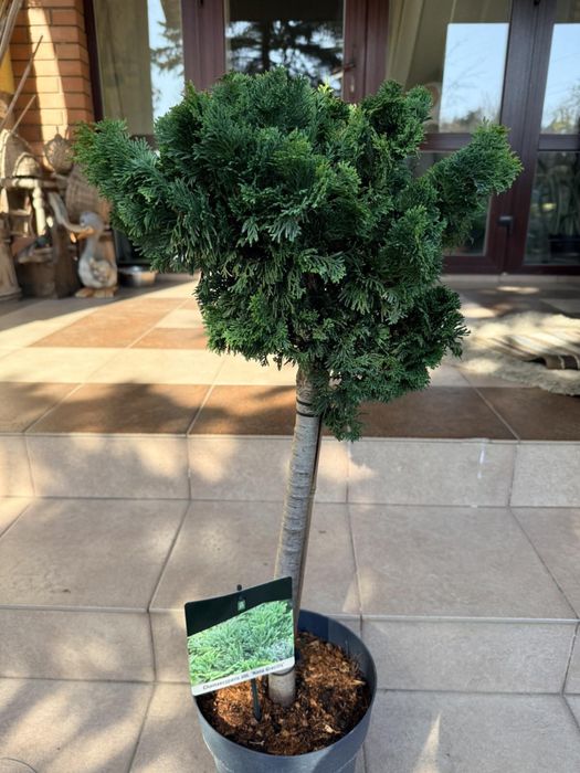 Кипарисовик “Nana Gracilis”