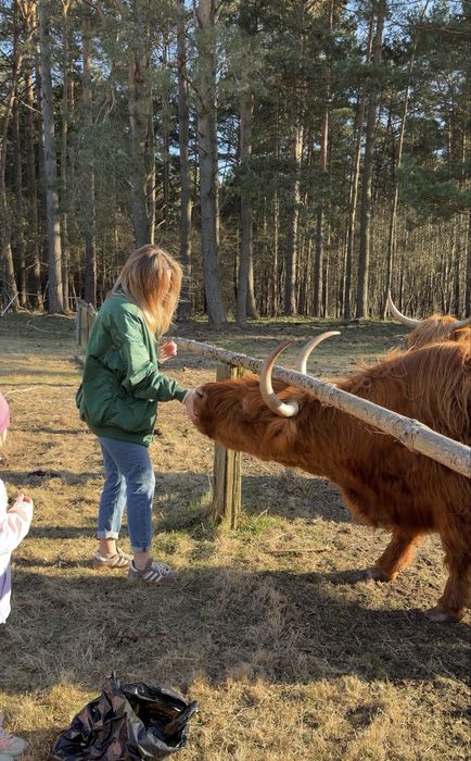 Agroturystyka nad morzem krowy szkocie zwierzęta wakacje Boże Ciało nocleg  z wyżywieniem duży ogród atrakcje