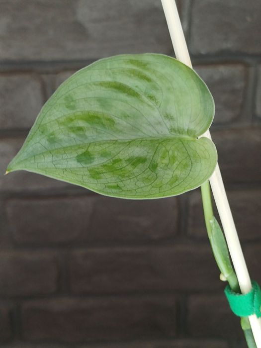 Scindapsus Tattoo Tatoo #3