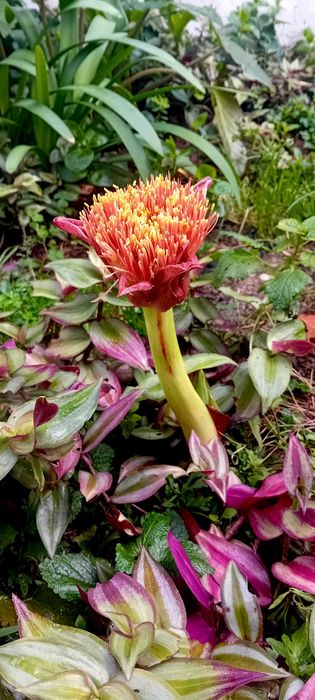Lirio pincel Scadoxus Puniceus