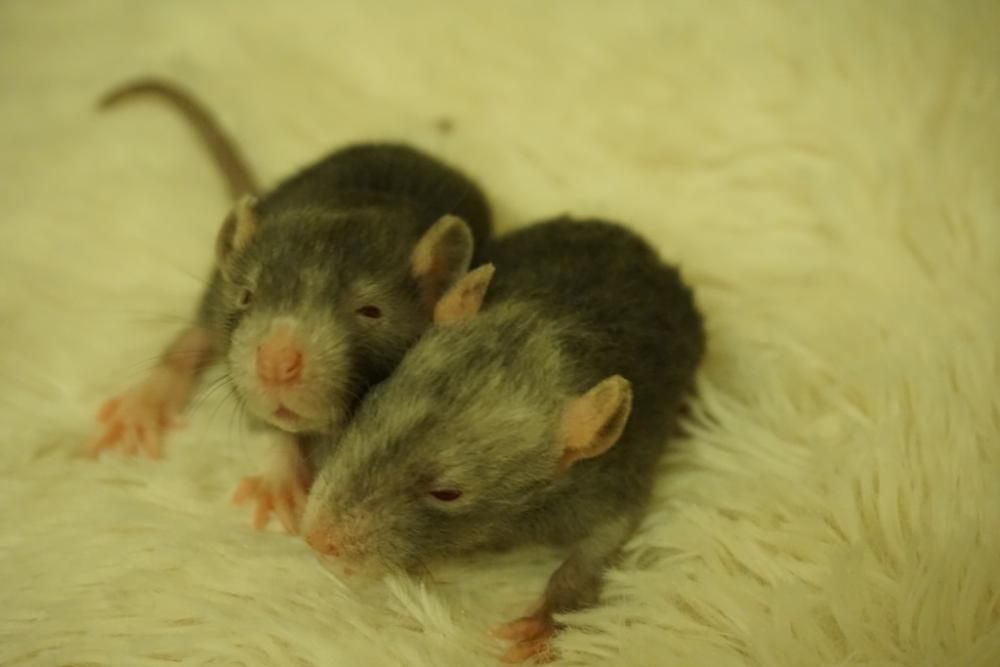 Szczur, szczury, szczurki devil, dumbo, syjamskie, rex