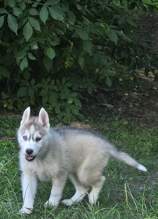 Siberian Husky wspaniałe maluchy!
