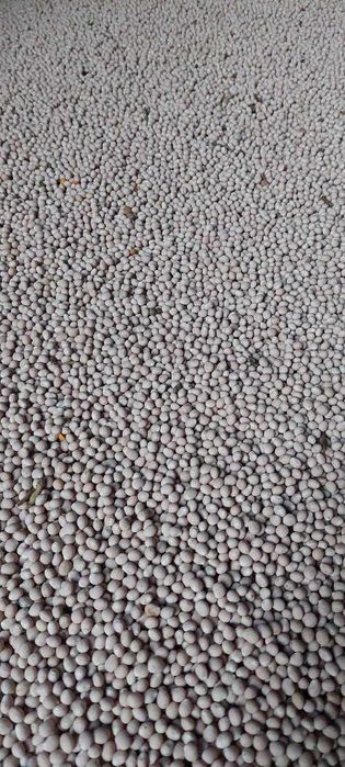 Łubin ZEUS zbiór 2024. Nie pryskany