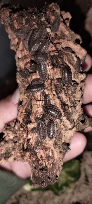 Kit Terrário Plástico  Completo  -  Isópodes (Bicho-da-conta)