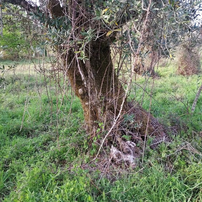 Oliveiras centenárias para jardins