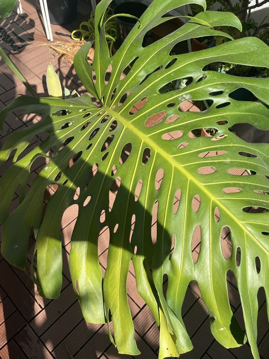 Monstera costela de adão