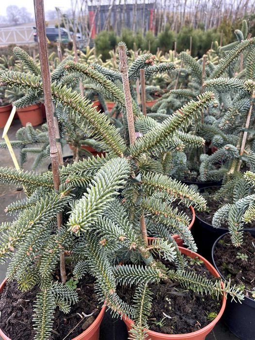 Jodła hiszpańska 'Kelleris' 40 cm cena 120 zł