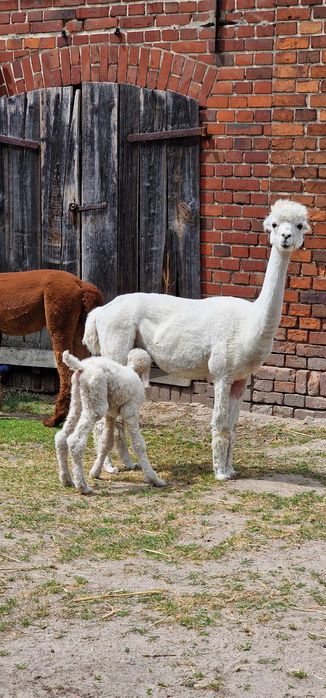 Cudowne samice Alpak na sprzedaż