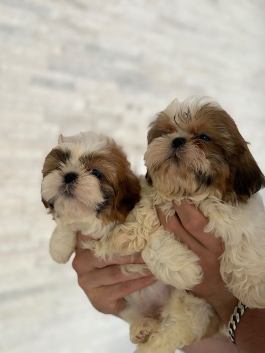 Shih tzu miniaturowy piekny piesek