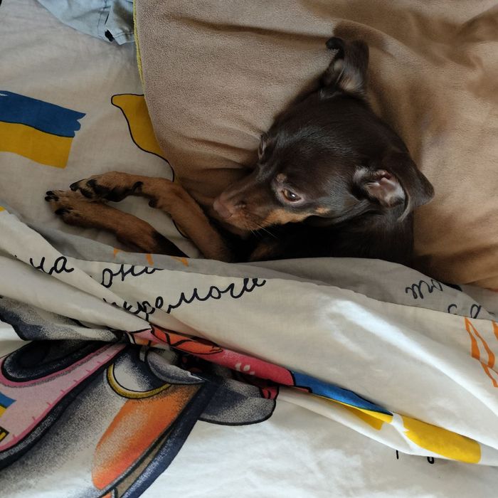 В'язка той тер'єр (стандарт, 4 роки 3,3 кг)