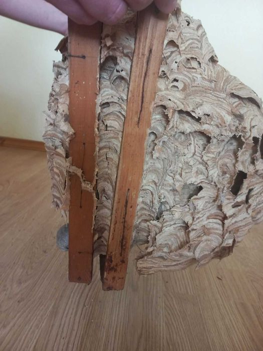 Гніздо шершнів для декору