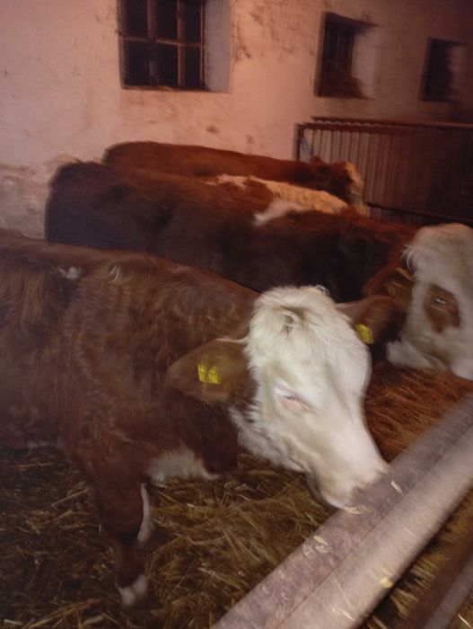 Odsadki byczki byki jałówki simental