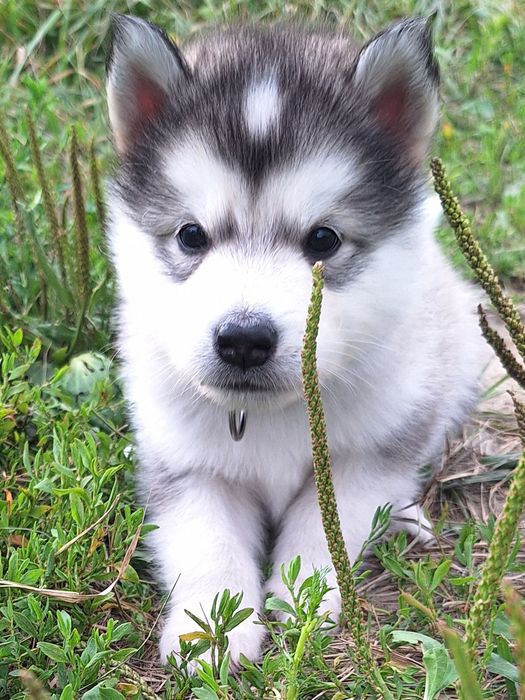 Alaskan Malamute FCI /ZKwP