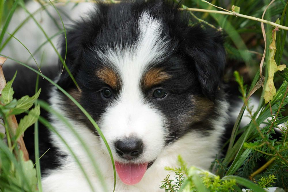 Border Collie piesek trikolor