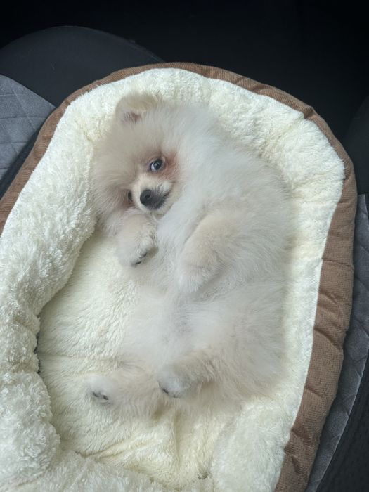 Шпіц померанський хлопчик вʼязка