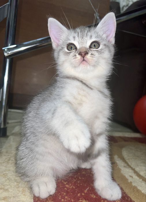 Шотландські кошенята
