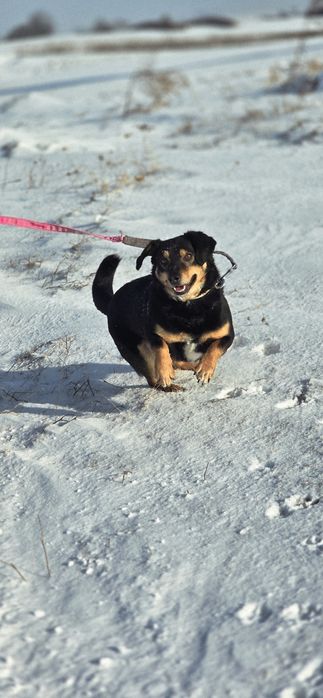 Uroczy 10 kilowy Aramis