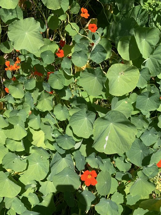 Capuchinhas ramos para venda
